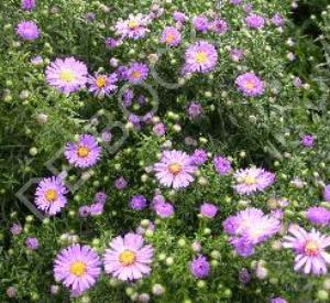 Aster novi-belgii 'Marie Ballard'