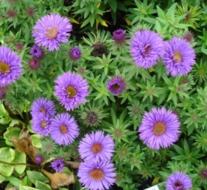 Aster novae-angliae 'Purple Dome'