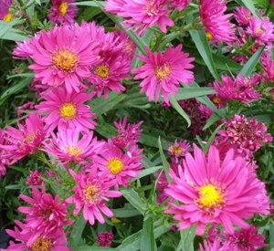 Aster novi-belgii 'Royal Ruby'