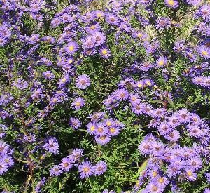 Aster novi-belgii 'Sch�ne von Dietlikon'