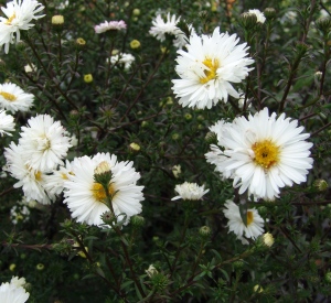 Aster novi-belgii 'White Ladies'