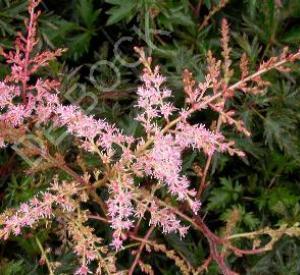 Astilbe simplicifolia 'Sprite'