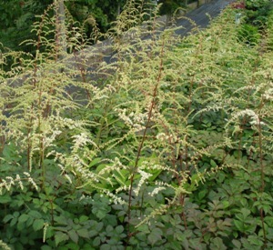 Astilbe thunbergii 'Prof. van der Wielen'