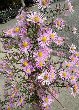 Aster universum 'Esther'