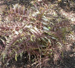 Athyrium niponicum 'Metallicum'