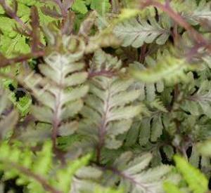 Athyrium niponicum 'Red Beauty'