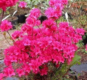 Azalea (J) 'Hino-crimson'