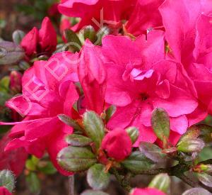 Azalea japonica 'Moederkensdag'