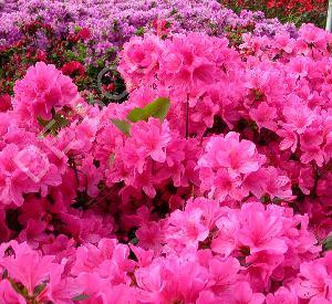 Azalea japonica 'Mme Van Hecke'