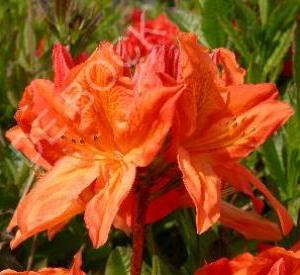 Azalea mollis Oranje