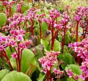 Bergenia 'Abendglut'