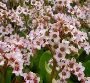 Bergenia 'Bressingham White'