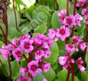 Bergenia 'Morgenr�te'