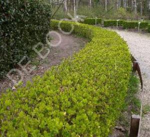 Berberis buxifolia 'Nana'