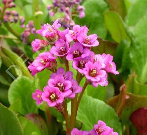 Bergenia cordifolia