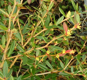 Berberis julianae