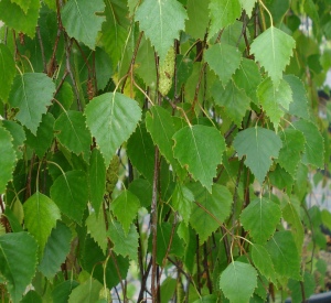 Betula pendula 'Youngii'