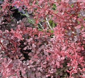 Berberis thunbergii 'Rose Glow'