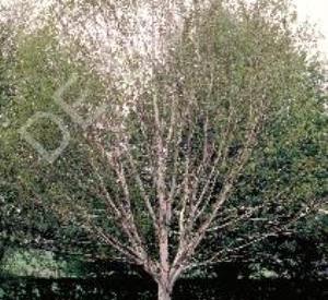 Betula utilis 'Doorenbos'