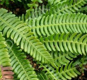 Blechnum spicant