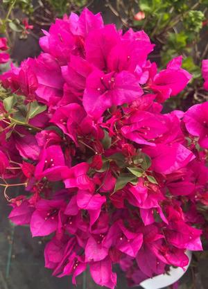 Bougainvillea glabra 'Sanderiana'