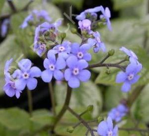 Brunnera macrophylla 'Jack Frost'