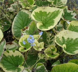 Brunnera macrophylla 'Variegata'