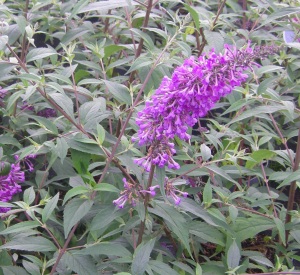 Buddleja 'ARGUS Velvet' (r)