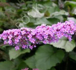 Buddleja 'Lochinch'