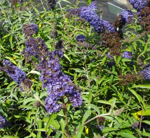 Buddleja davidii 'Adonis Blue'