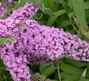 Buddleja davidii 'Black Knight'