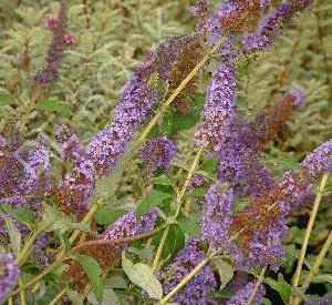 Buddleja davidii 'Empire Blue'