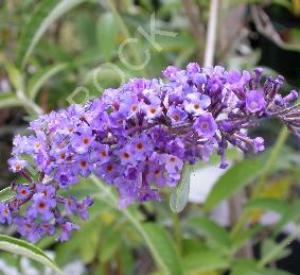 Buddleja davidii 'Nanho Blue'