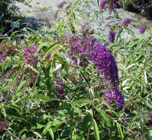 Buddleja davidii 'Nanho Purple'