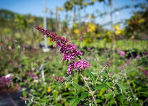 Buddleja davidii 'Pink Delight'