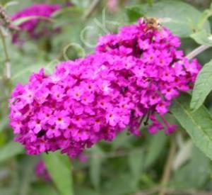 Buddleja davidii 'Royal Red'