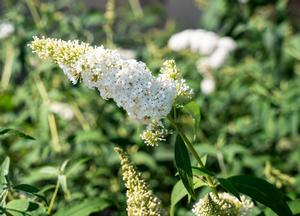 Buddleja davidii 'White Profusion'