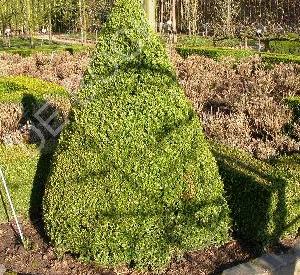 Buxus sempervirens