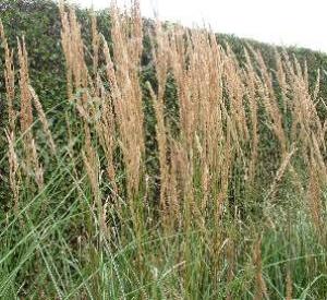 Calamagrostis acutiflora 'Karl Foerster'