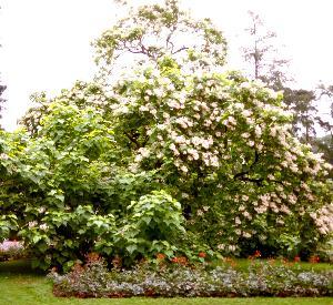 Catalpa bignonioides