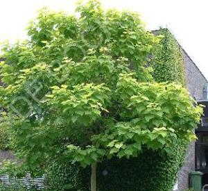 Catalpa bignonioides 'Aurea'