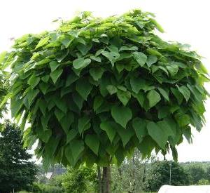 Catalpa bignonioides 'Nana'