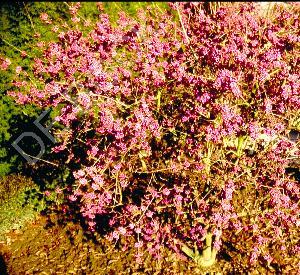 Callicarpa bodinieri 'Profusion'