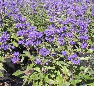 Caryopteris clandonensis 'Grand Bleu'