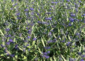 Caryopteris clandonensis 'Heavenly Blue'