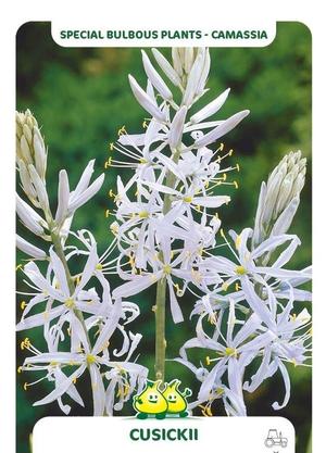 Camassia cusickii