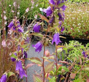 Campanula hybride 'Kent Belle'