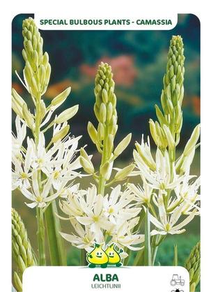Camassia leichtlinii 'Alba'