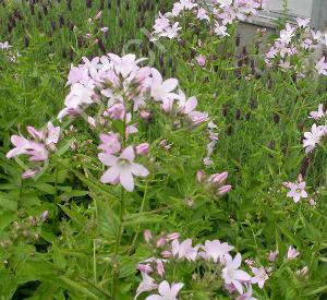 Campanula lactiflora 'Loddon Anna'