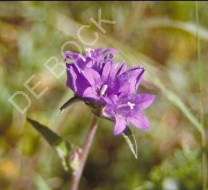 Campanula lactiflora 'Prichard's Variety'